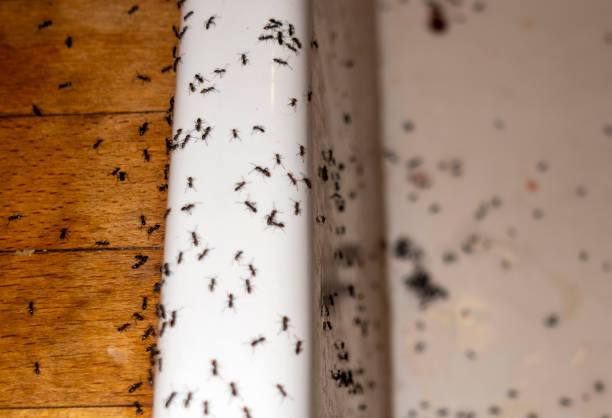  Le Claire, IA Pest Control Pros